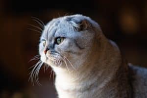 Scottish fold