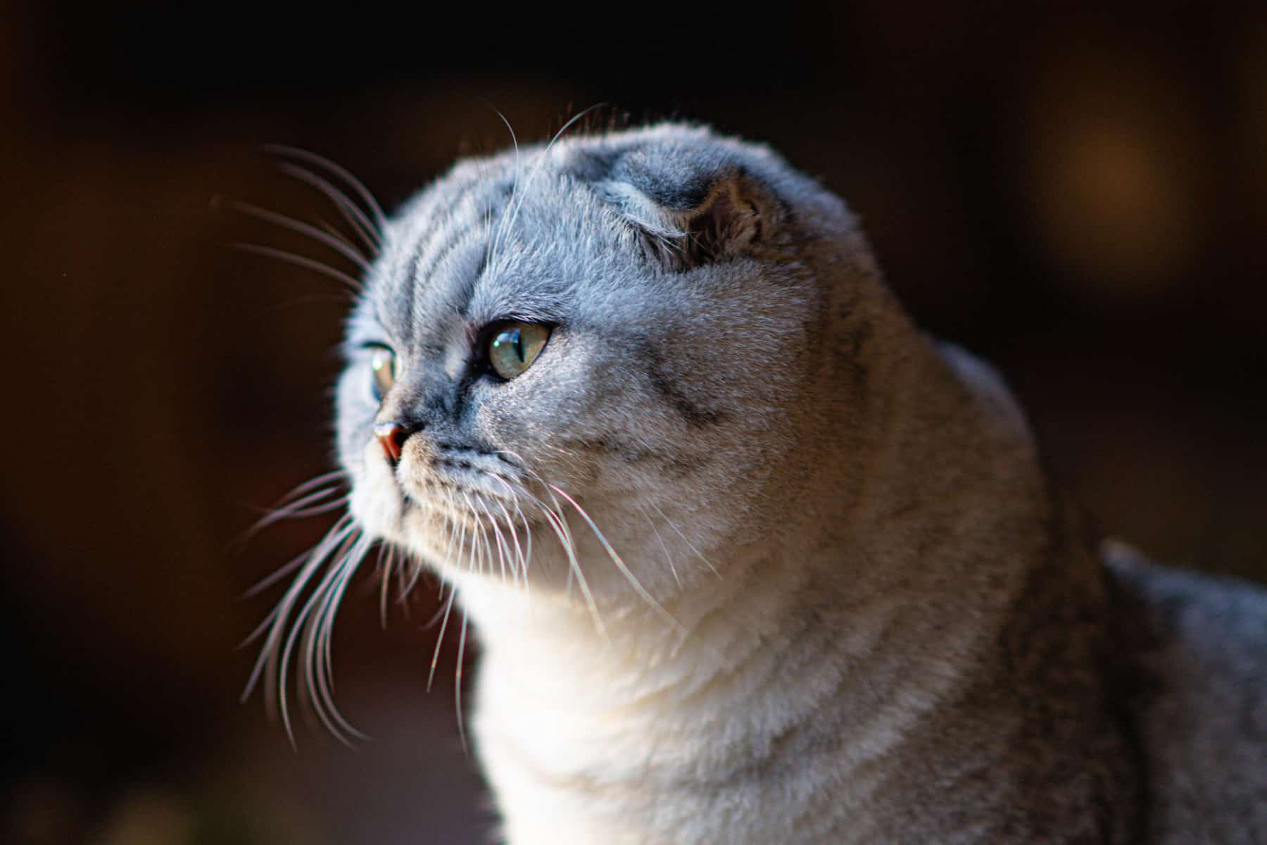 Scottish Fold : caractère, santé, alimentation, prix et entretien