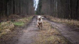 Promener son chien sans laisse : les étapes à suivre