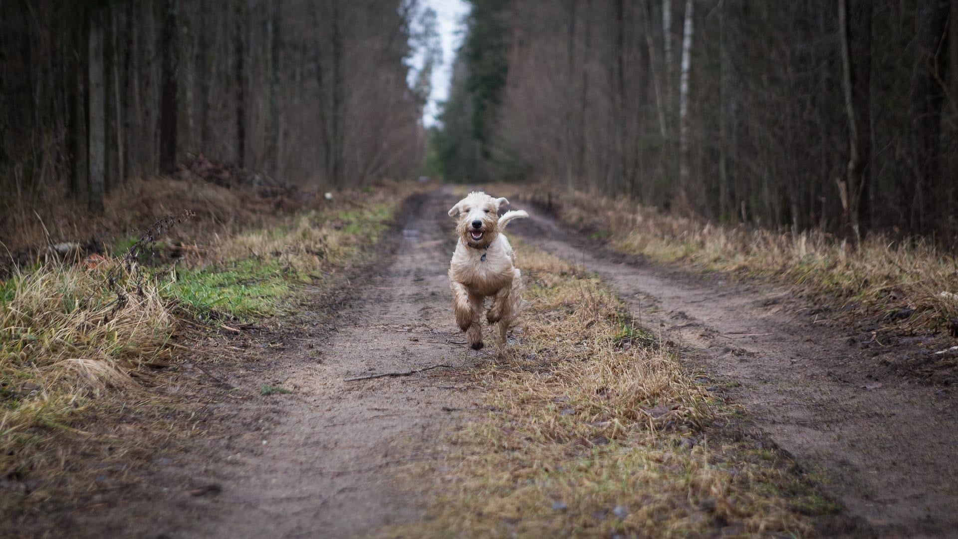 Promener son chien sans laisse : loi et conseils - Everland