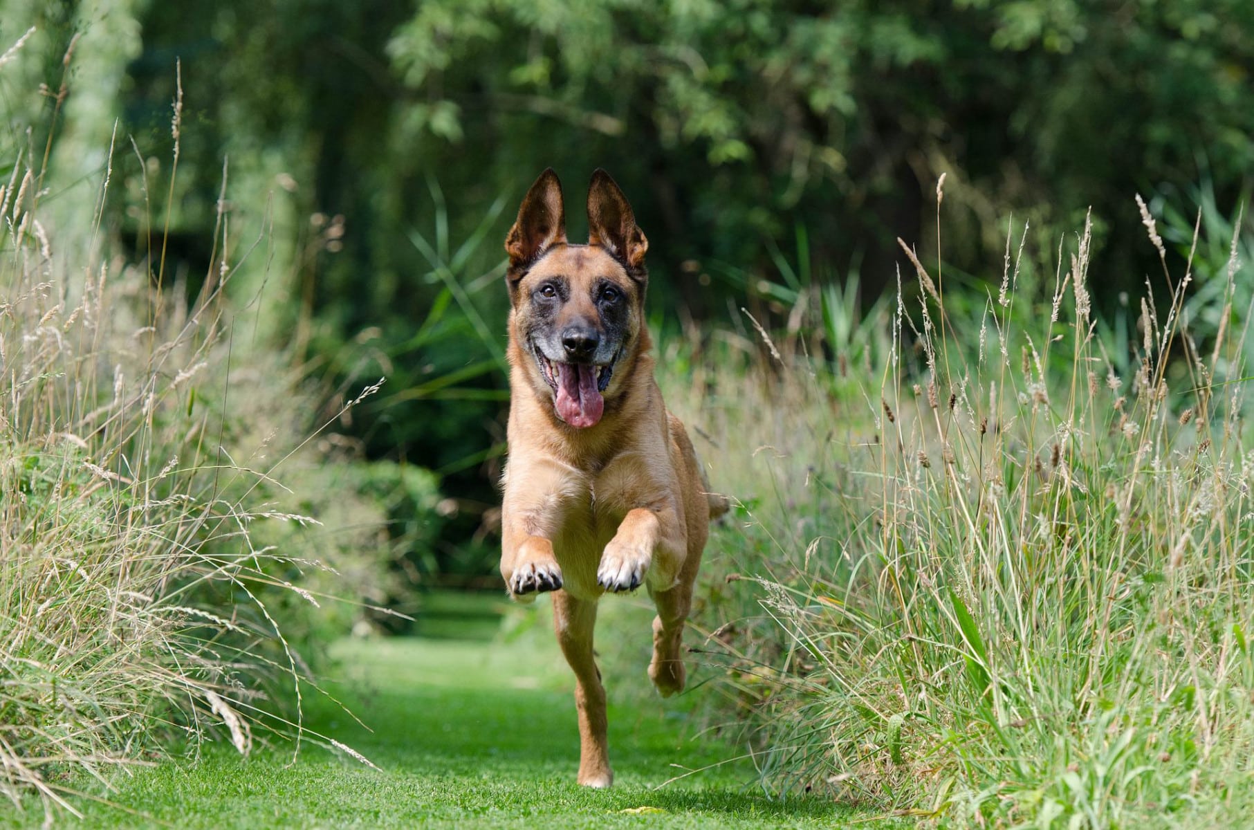 Promener son chien sans laisse : les étapes à suivre