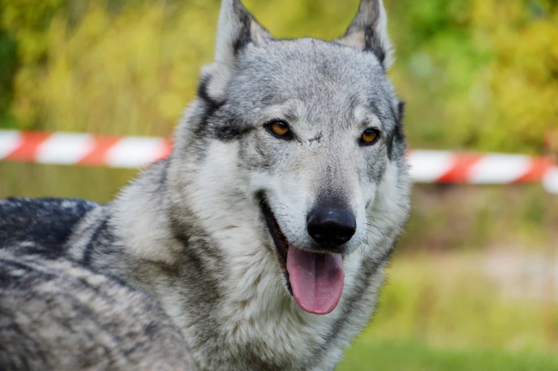 Chien loup tchécoslovaque : caractère, alimentation - Everland