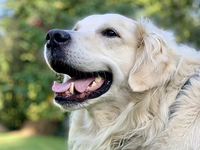 Maladies du Golden Retriever : causes, symptômes et traitements