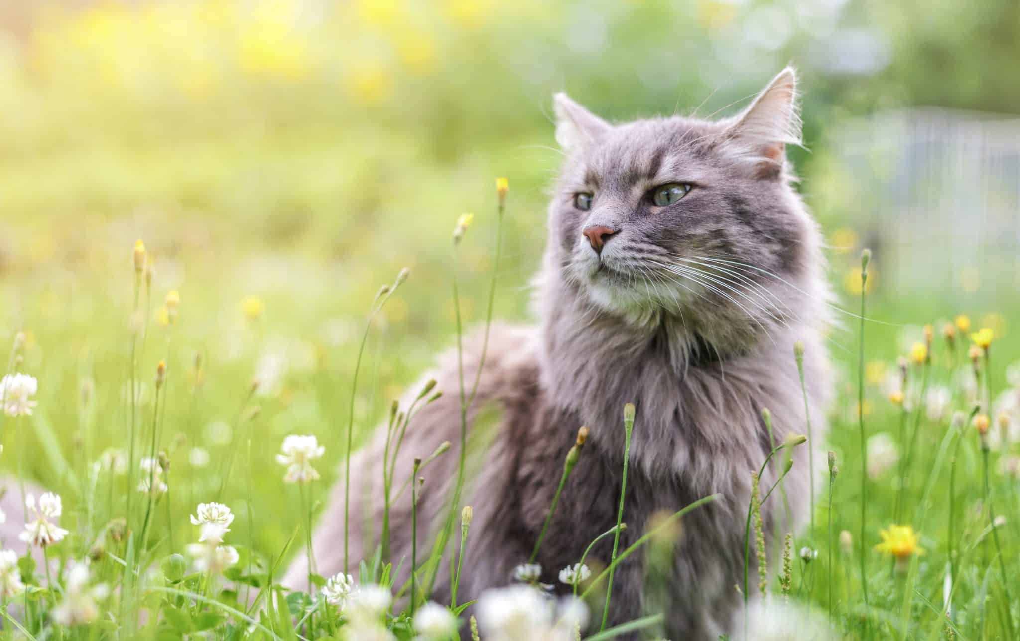 chat santé vomissement