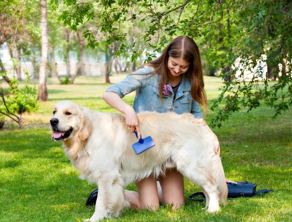 calendrier des mues du chien