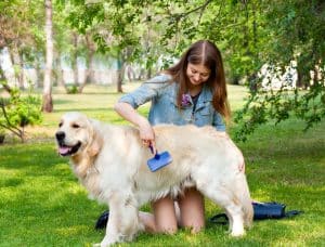 calendrier des mues du chien