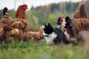 chat et poule : cohabitation