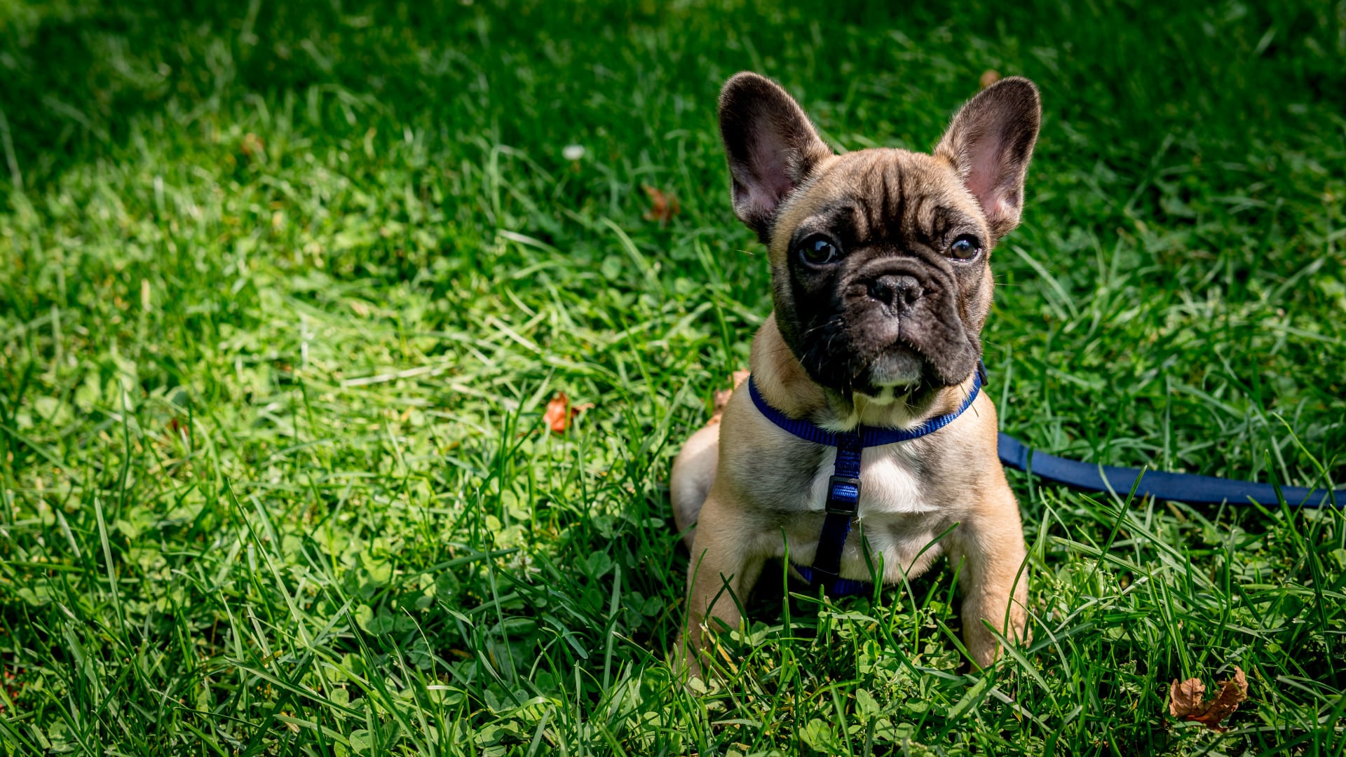 Bulldog : prix, caractère, alimentation, santé