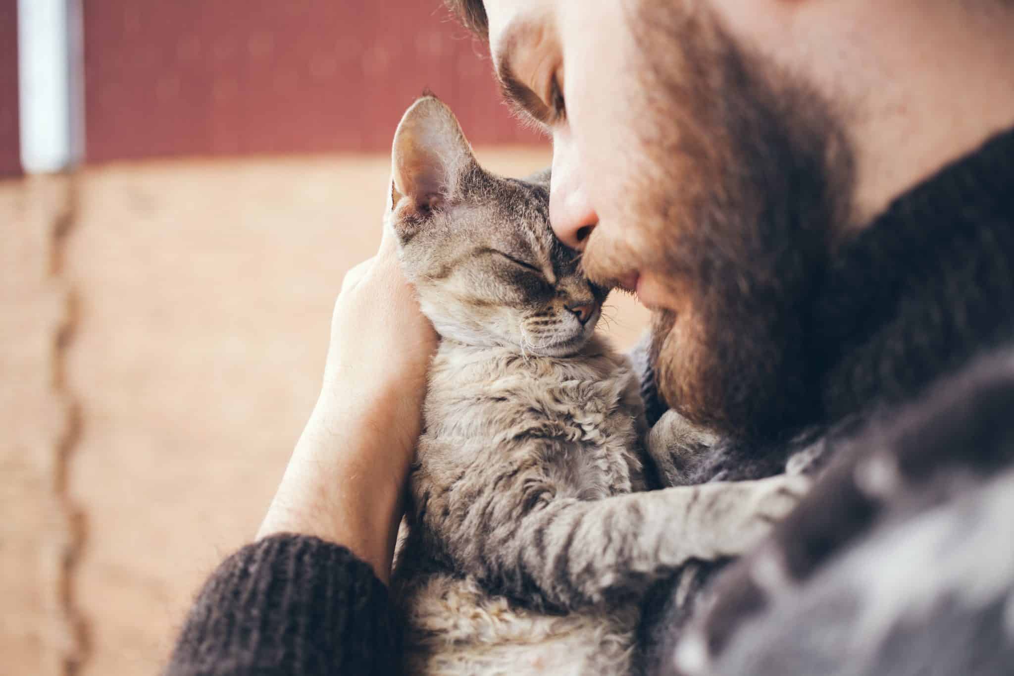 Comment le chat montre-t-il ses sentiments ?