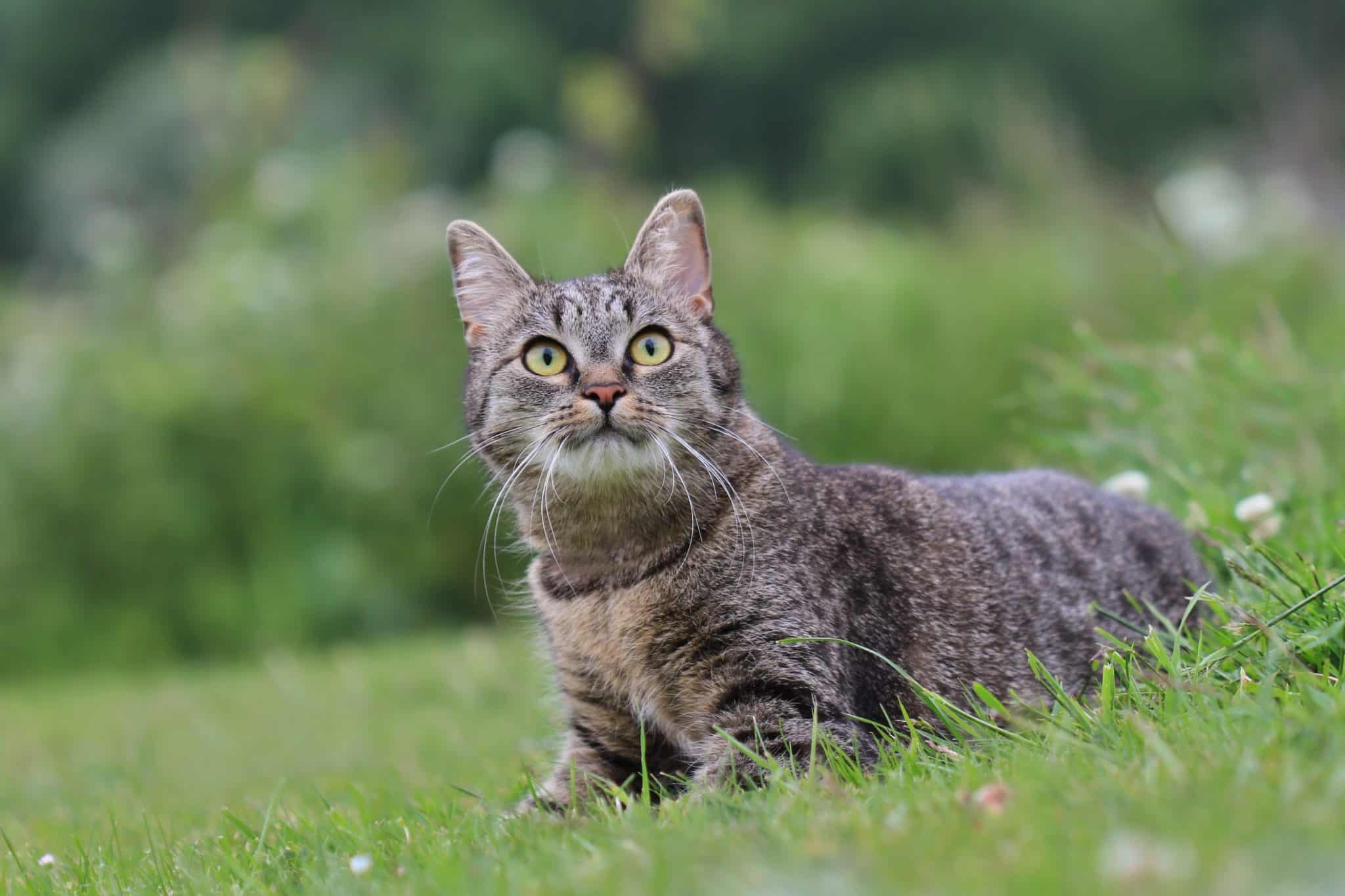 Comment entend le chat ?