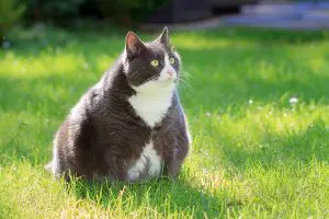 chat obèse : que faire