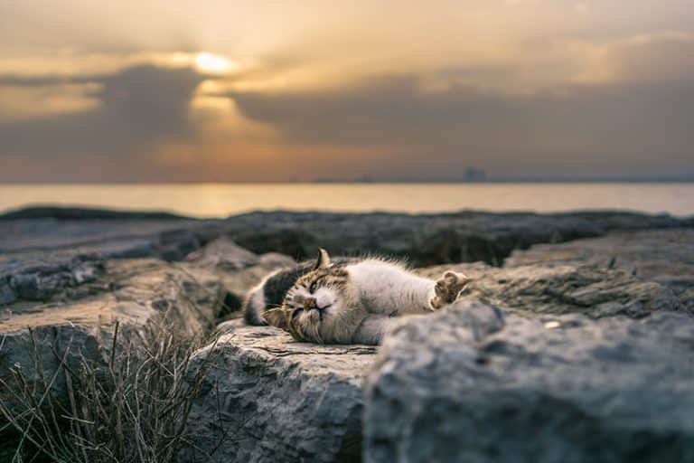 Dépression du chat causes, conséquences et solutions — free download