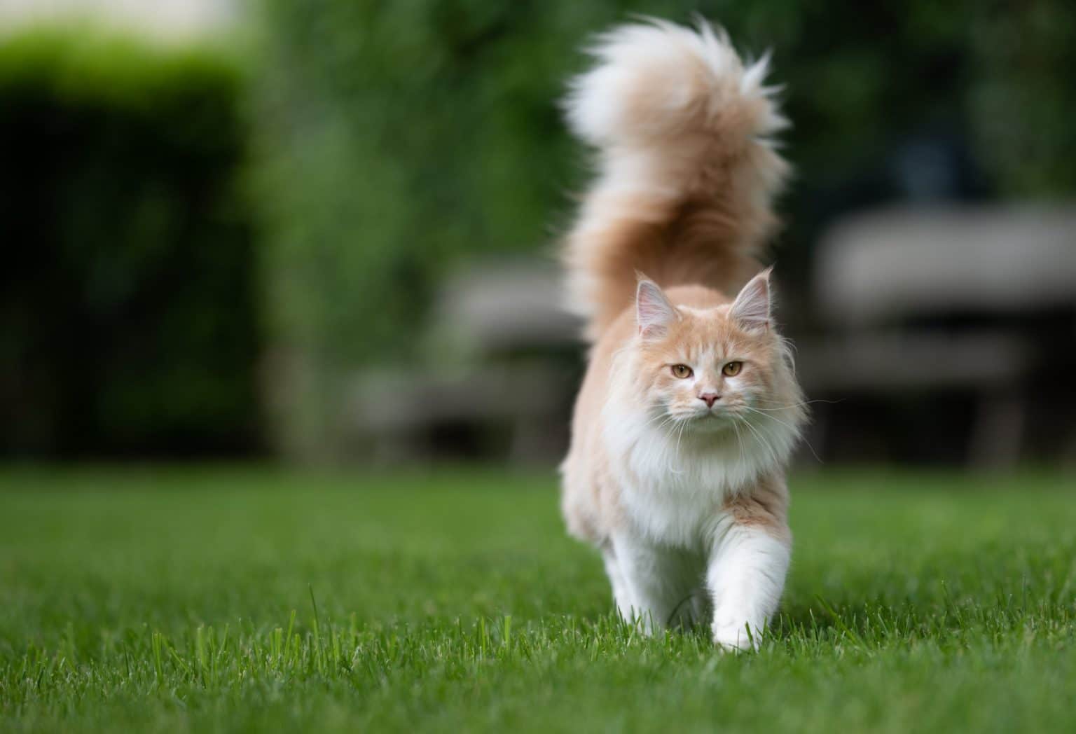 Peuton laisser son chat seul pendant les vacances