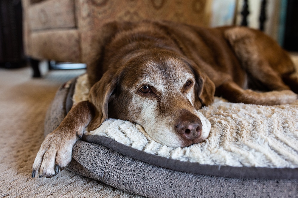 Barrière et escalier pour chien : comment choisir