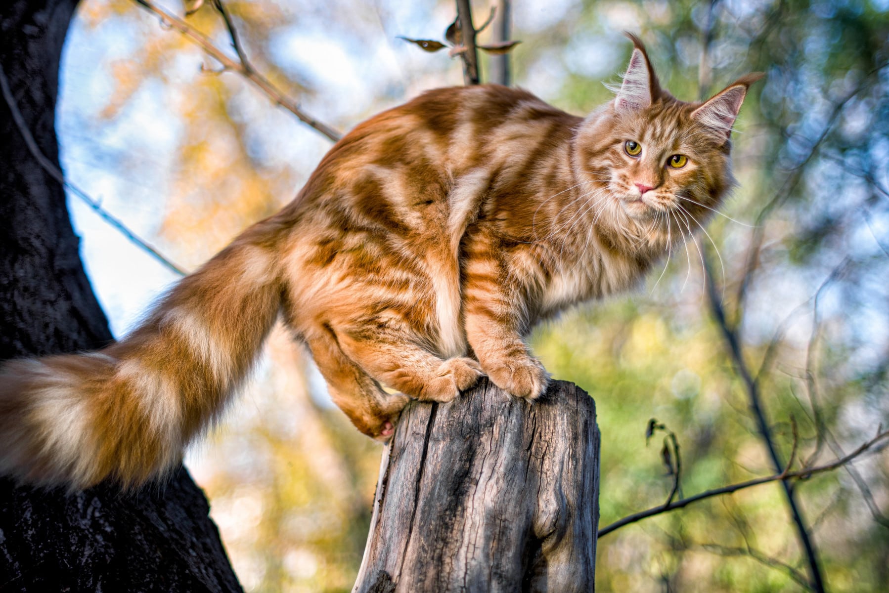 Maine Coon : tout savoir sur cette race de chat !