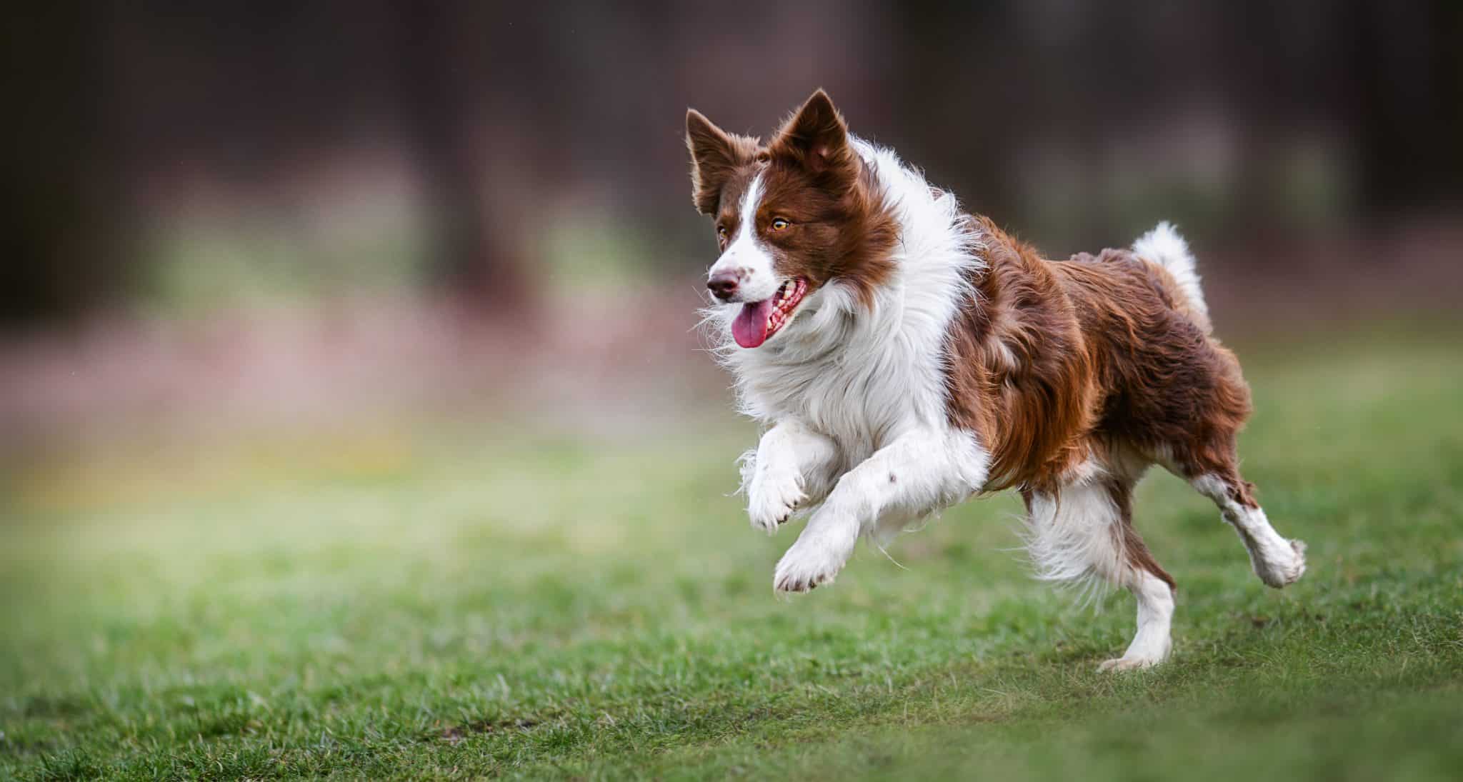 Attention à vos animaux de compagnie: ils risquent d'être