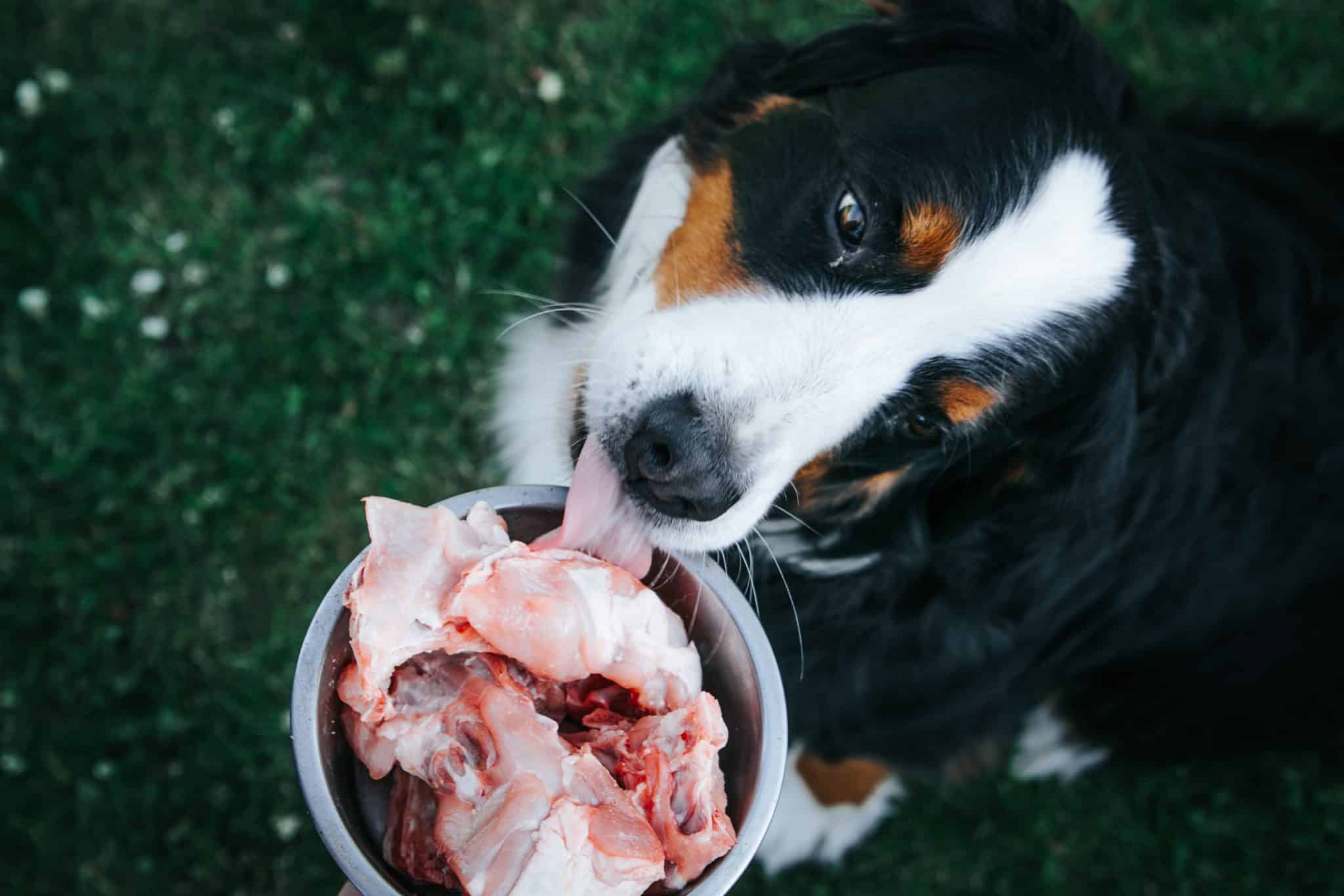 aliment toxique chien