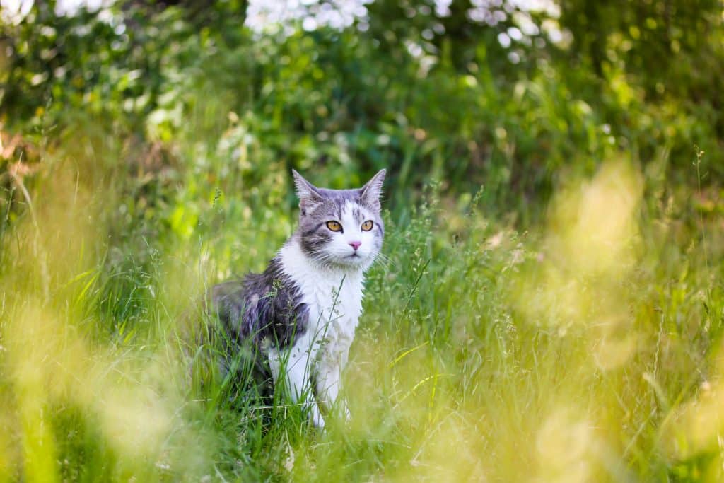 Chat chasseur