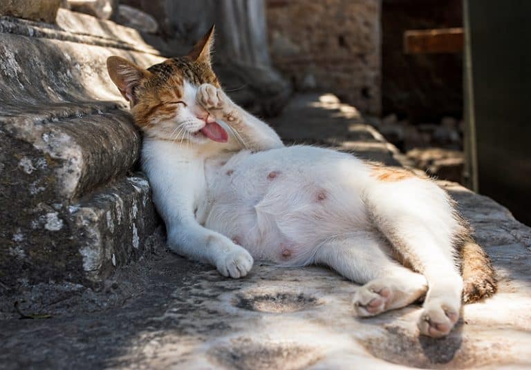 Reproduction du chat tout ce que vous devez savoir