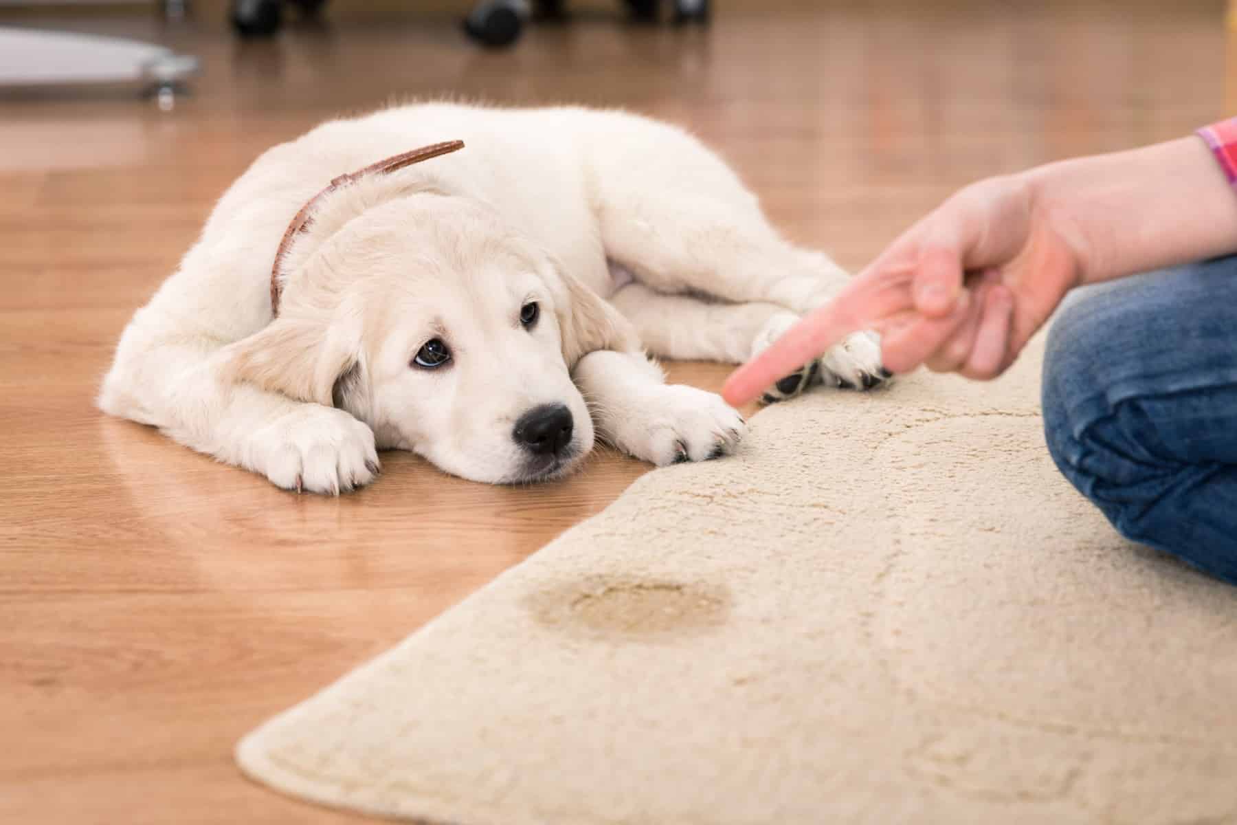 Votre chien pourra-t-il vous parler grâce à cette méthode ?