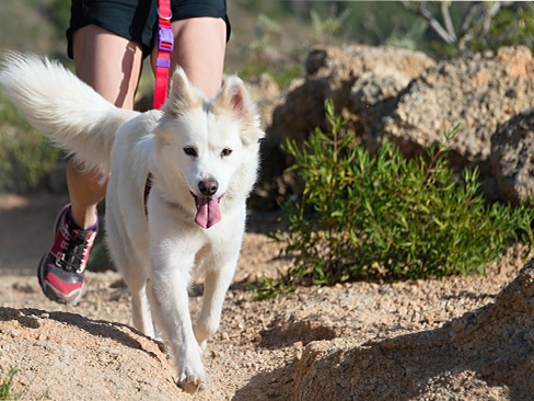 Laisse canicross, laisse pour courir avec son chien