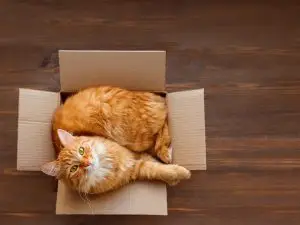 chat et déménagement