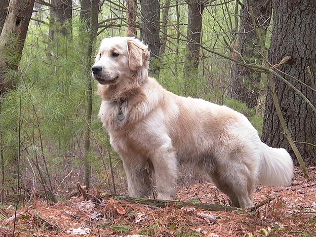 Golden Retriever : caractère, alimentation et soins