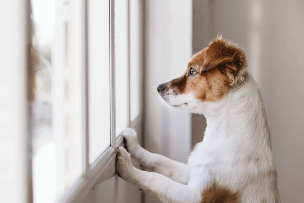 Mettre son chien en cage lors de nos absences : une bonne idée ?