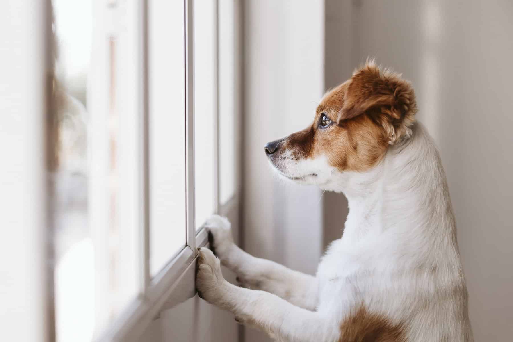 5 conseils pour laisser son chien seul à la maison