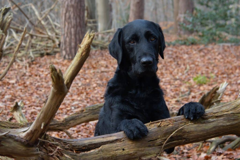 Les-chenilles-processionnaire-danger-pour-chiens