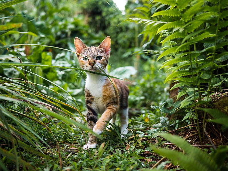 Promener son chat en laisse : bonne ou mauvaise idée ?