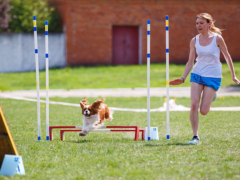 Quel sport pratiquer avec son chien ?