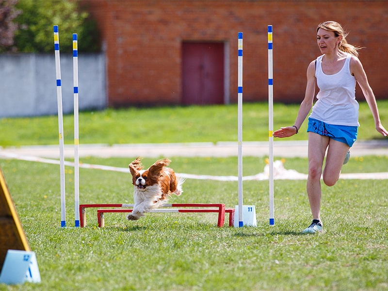 Jouer au frisbee avec son chien : nos conseils