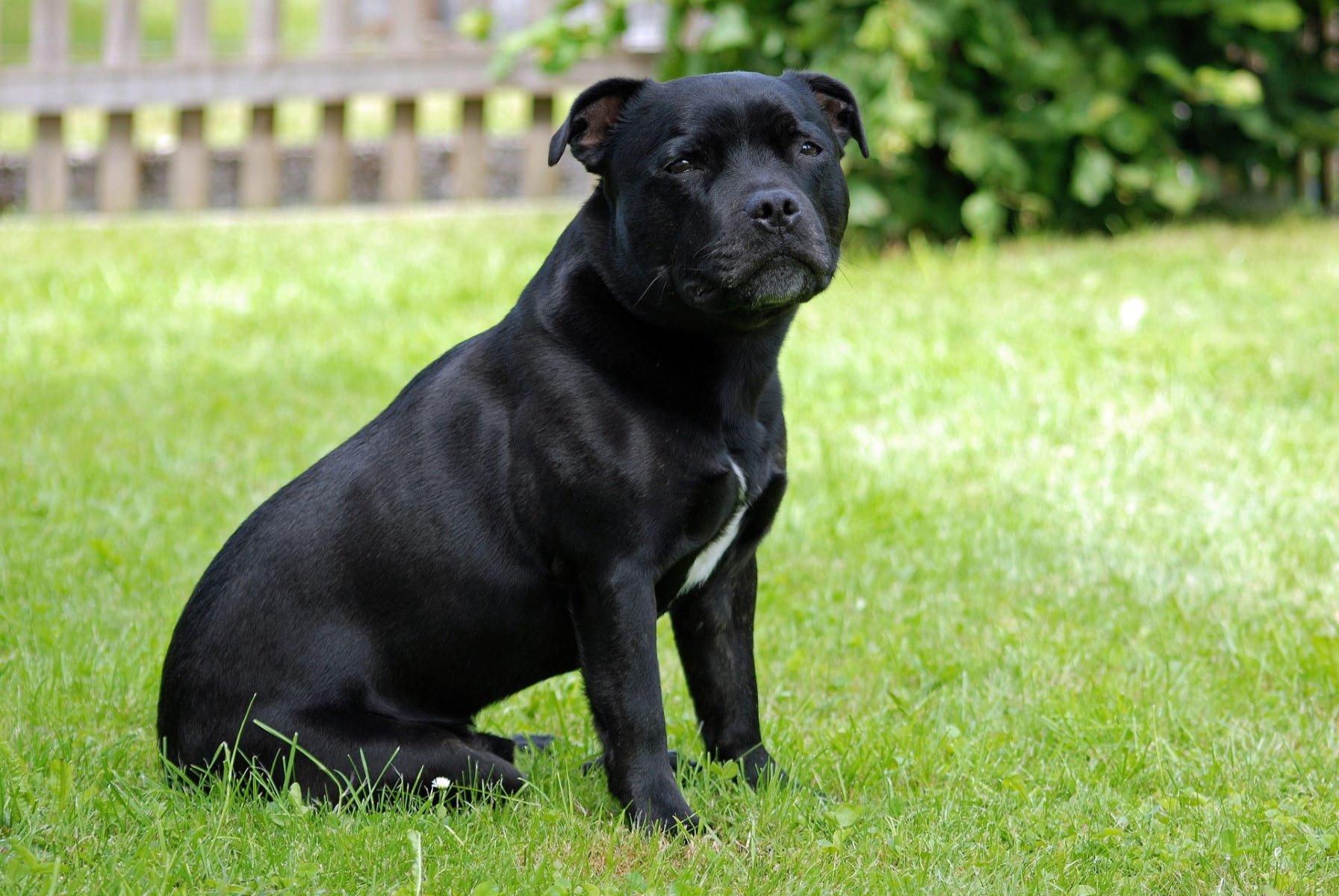 How To Train Staffordshire Bull Terrier At Charlie Skirving Blog