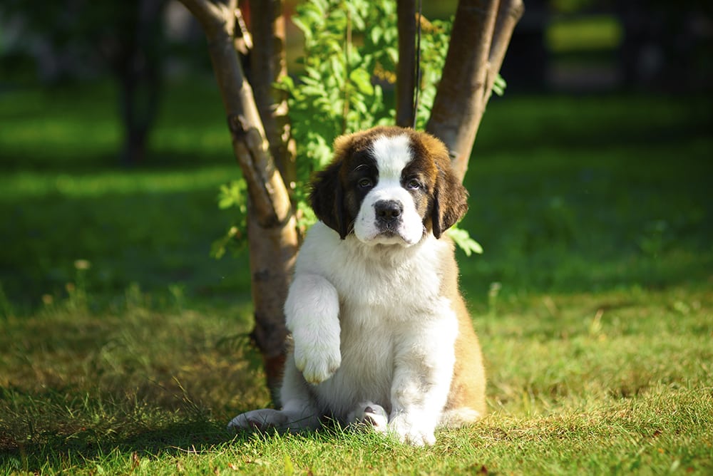 Ce qu'il faut savoir avant d'adopter un petit chien