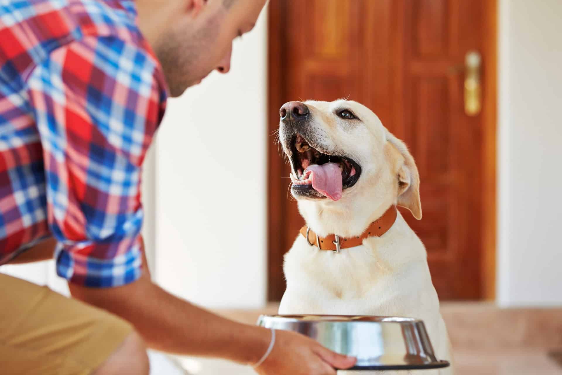 Mon chien refuse de manger ses croquettes, 5 astuces Everland Petfood