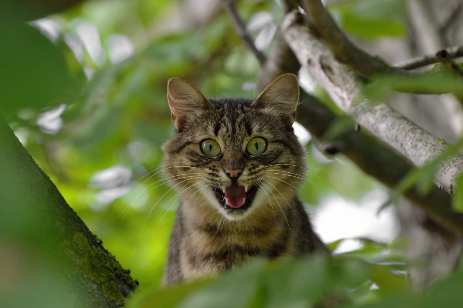 Pourquoi mon chat est agressif ? Causes et solutions.
