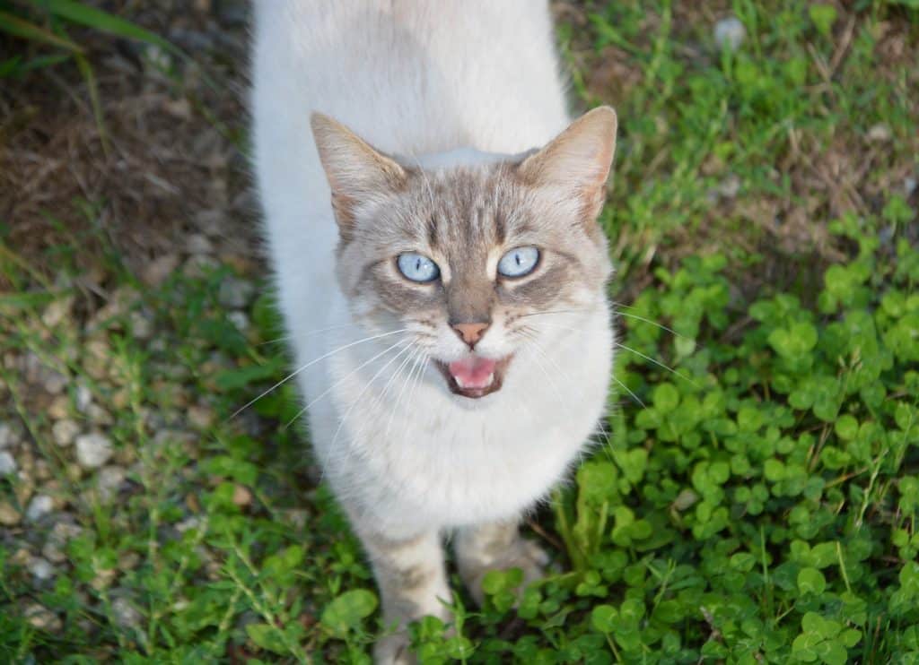 chat qui miaule tout le temps