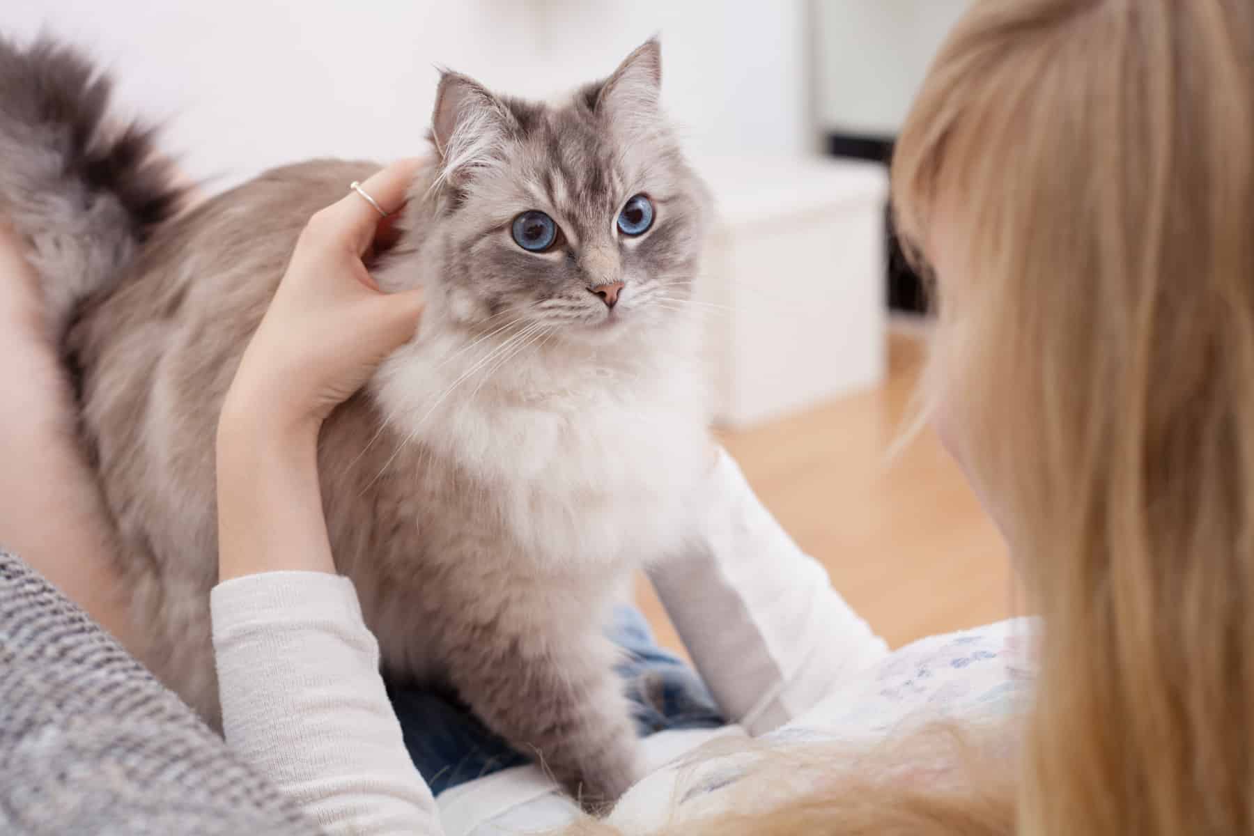 Tout savoir sur le ronronnement du chat (raisons, signification