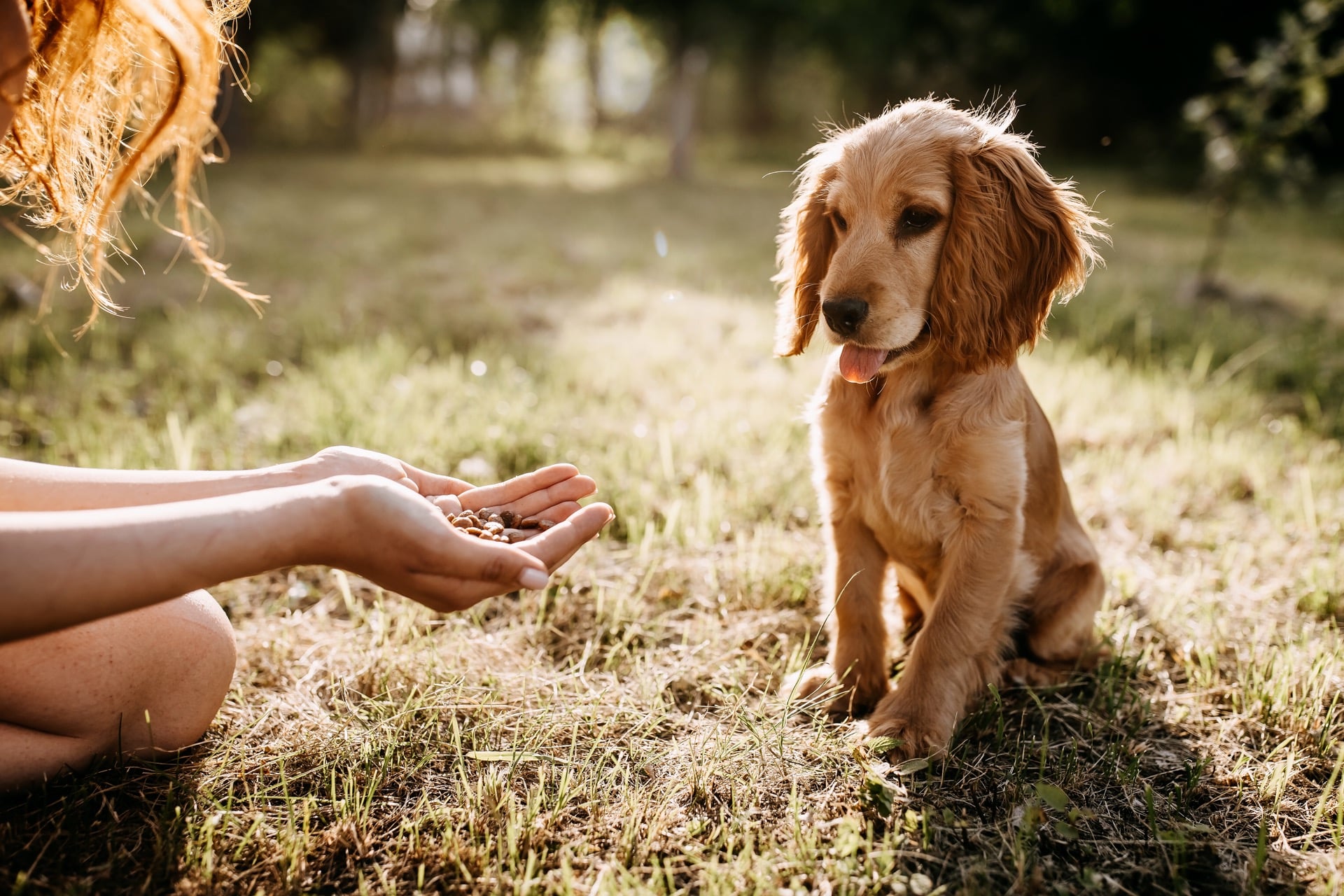Mon chien ne mange plus causes et solutions