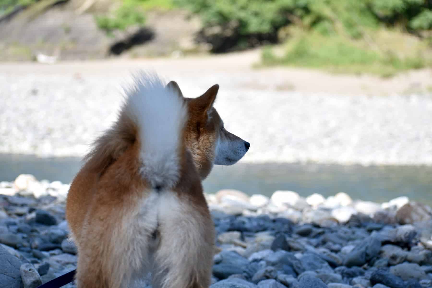 Affections des glandes anales du chien : l'essentiel - PagesJaunes