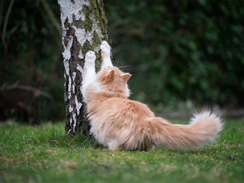 Comment protéger vos enceintes contre les griffures de chat ?