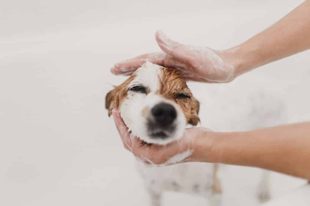 how often should you shampoo your dog