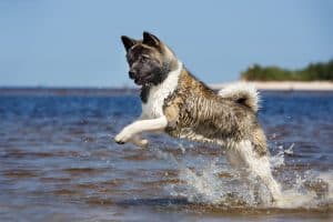 races chiens indépendants