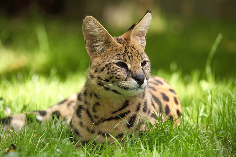 10 races de chats aux grandes oreilles